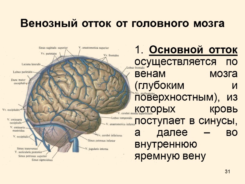 31 Венозный отток от головного мозга 1. Основной отток осуществляется по венам мозга (глубоким